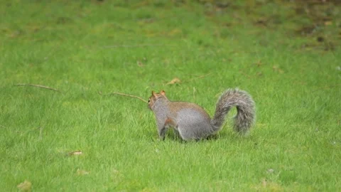 Grey Squirrel Hopping And Sniffing Grass Searching For Food Daytime Slow Motion Stock Footage 301379184