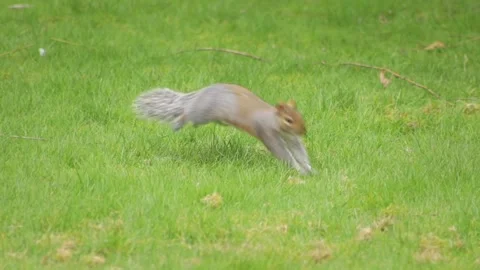 Grey Squirrel Hopping And Sniffing Grass Searching For Food Close Up Daytime Stock Footage 301379286