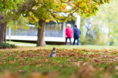 Grey Squirrel Jephson Gardens Stock Photos
