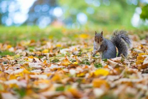 Grey Squirrel Jephson Gardens Stock Photos