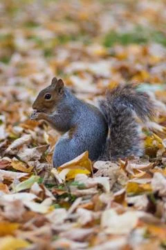 Grey Squirrel Jephson Gardens Stock Photos