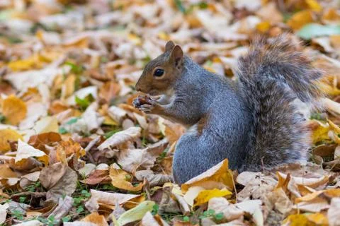 Grey Squirrel Jephson Gardens Stock Photos