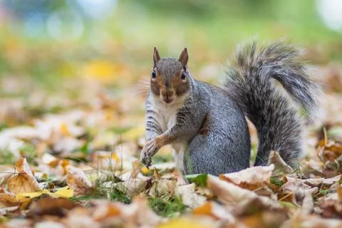 Grey Squirrel Jephson Gardens Stock Photos