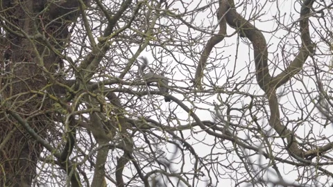 Grey Squirrel Jumping Across Tree Branches With No Leaves Overcast Winter Stock Footage 296273757
