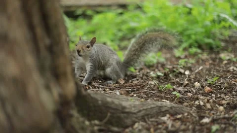 Grey squirrel jumping and climbing up tree trunk - Slow Motion Video stock 196713518