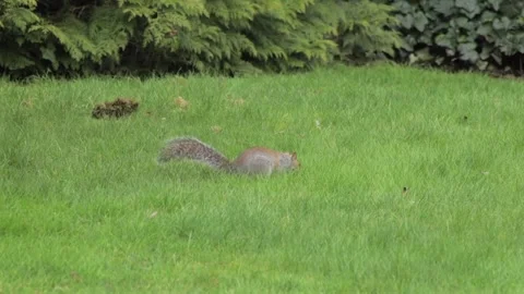 Grey Squirrel Jumping And Hopping Around In Grass Searching For Food Daytime Stock Footage 302868160