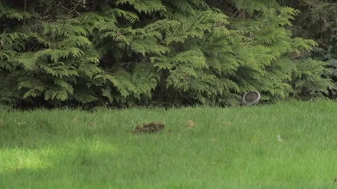 Grey Squirrel Jumping And Running Under A Fern Tree Daytime Sunny Borehamwood Stock Footage 302868308
