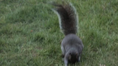Grey Squirrel Jumping And Searching For Food In Grass Garden Daytime Stock Footage 303474562