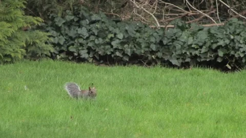 Grey Squirrel Jumping Around In Grass Garden Daytime Borehamwood Hertfordshire Stock Footage 302371270