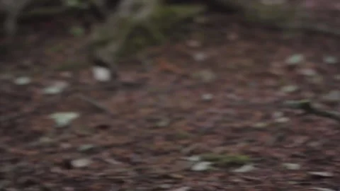 Grey squirrel jumping around making it?? way to a hand to take food Stock Footage 245979510