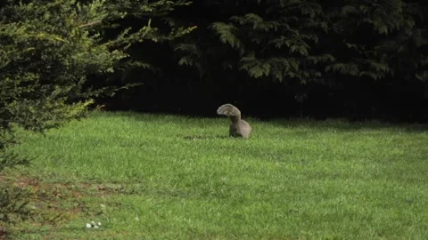 Grey Squirrel Jumping Hopping In Slow Motion Daytime Sunny Garden Borehamwood Stock Footage 302371306