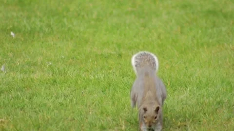 Grey Squirrel Jumping Leaping Hopping In Slow Motion In Grass Garden Daytime Stock Footage 327393625