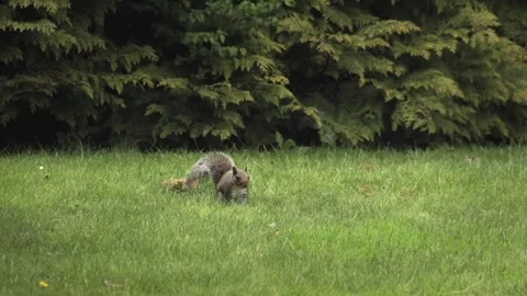 Grey Squirrel Jumping Searching Sniffing And Looking For Food In Grass Garden Stock Footage 327393150