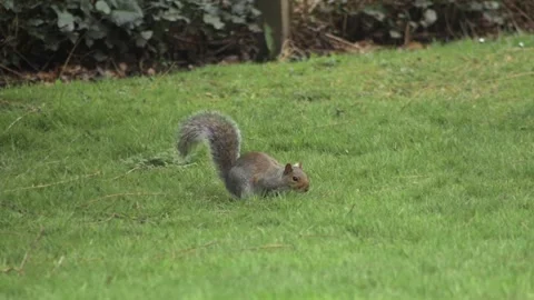 Grey Squirrel Jumping In Slow Motion Daytime Grass Garden Borehamwood Stock Footage 302371243
