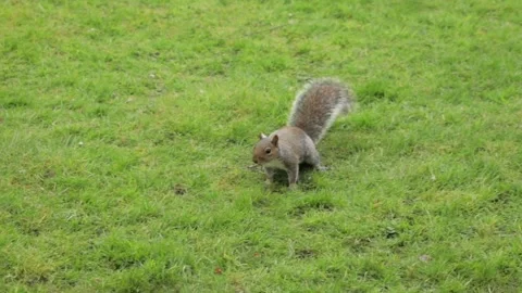 Grey Squirrel Jumping In Slow Motion In Grass Garden Daytime Borehamwood Stock Footage 305587979
