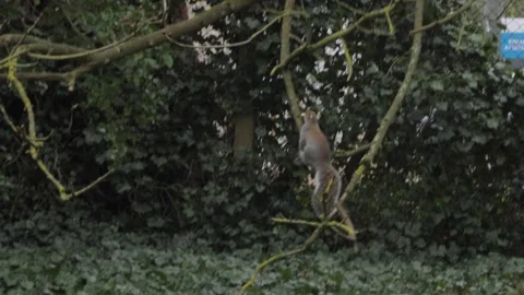 Grey Squirrel Jumping Up Onto Tree Branch With A Piece Of White Bread In Its Vidéo 300379624