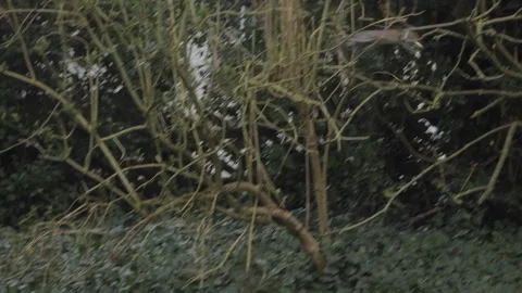 Grey Squirrel Jumping Up Into Tree Branches With Big Piece Of White Bread In Vidéo 300379740