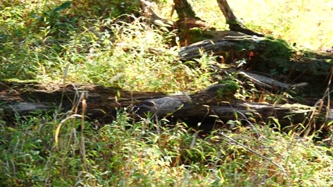 Grey squirrel jumping off a tree in forest during day Stock Footage 171180021