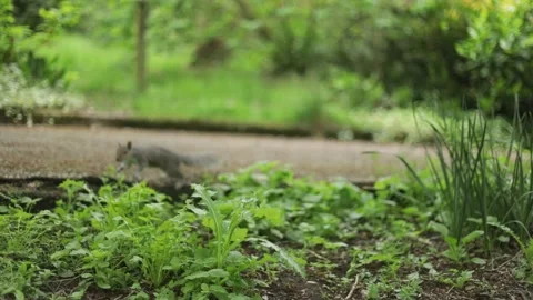 Grey squirrel jumping, walking and sitting - Slow Motion Video stock 196712365