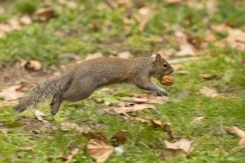 A grey squirrel jumping while holding a nut Stock Photos