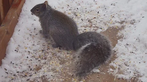 Grey Squirrel with large bushy tail feeding on seeds over snow on deck Stock Footage 243715913