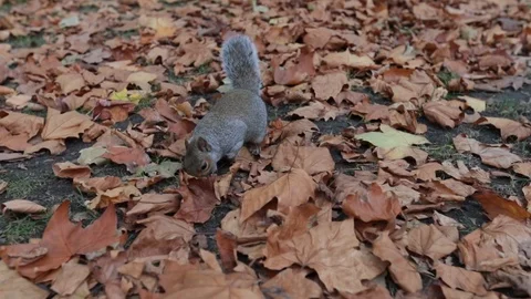 Grey Squirrel in Leaves Video stock 90863759