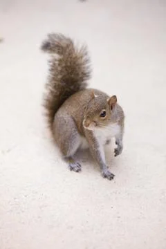 Grey squirrel on a light grey background Stock Photos