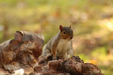 Grey squirrel on a log Stock Photos