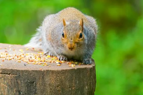 Grey squirrel on a log staring at the camera Stockfoto's
