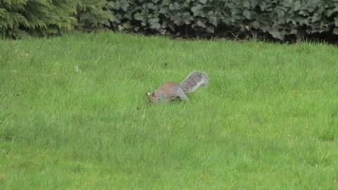 Grey Squirrel Looking And Searching For Food In Grass Garden Daytime Stock Footage 302371252