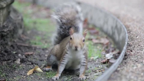 A grey squirrel looking at the camera, then turning away Stock Footage 71886691