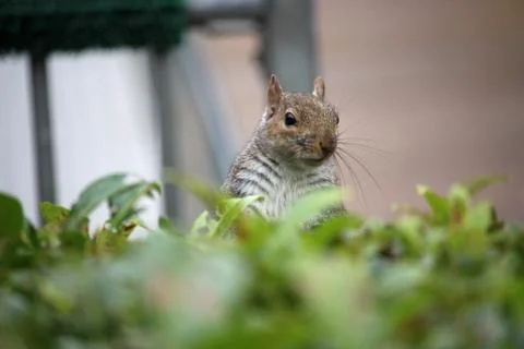 Grey squirrel looking over a hedge Stock-Fotos