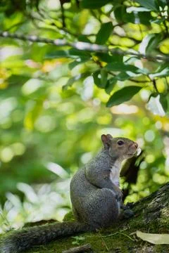 Grey squirrel looking wary in the forest Foto stock