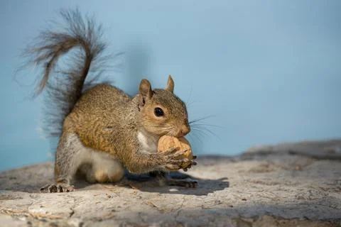 A grey squirrel looking at you while holding a nut in the blue sky background Stock Photos