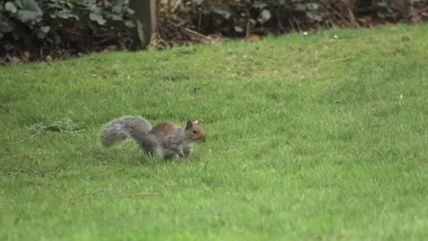 Grey Squirrel Moving And Jumping In Slow Motion Daytime Grass Garden Stock Footage 302867904