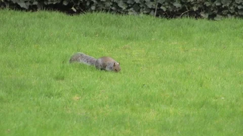 Grey Squirrel Moving Quickly Searching For Food In Garden Daytime Borehamwood Stock Footage 302371232