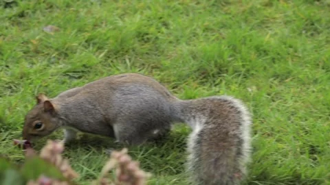 Grey Squirrel Moving Searching For Food In Grass Garden Daytime Slow Motion Stock Footage 305587896