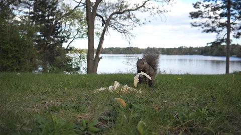 Grey squirrel munches on bread in a the lawn. Video stock 99753529