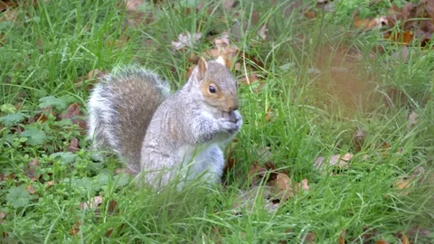 Grey Squirrel In Nature Stock Footage 111560715