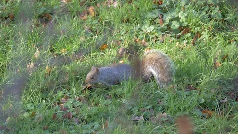 Grey Squirrel In Nature Stock Footage 111560739