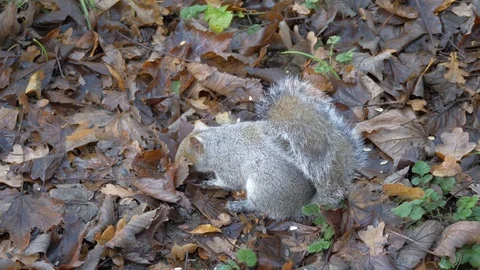 Grey Squirrel In Nature Stock Footage 111560768