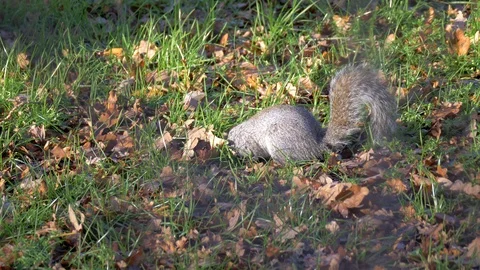 Grey Squirrel In Nature Stock Footage 111560918