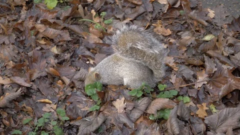 Grey Squirrel In Nature Stock Footage 111561178