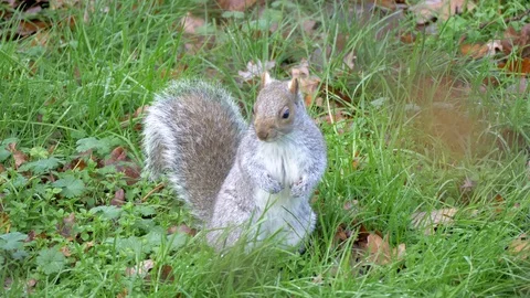 Grey Squirrel In Nature Stock Footage 111561316
