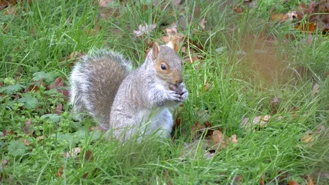 Grey Squirrel In Nature Stock Footage 111561383