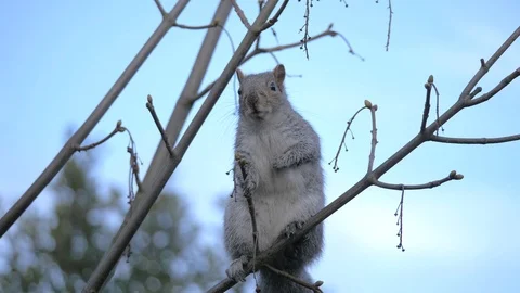 Grey Squirrel In Nature Stock Footage 111561431