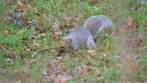 Grey Squirrel In Nature Stock Footage 111561468