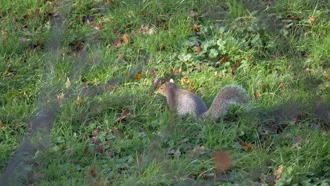 Grey Squirrel In Nature Stock Footage 111561600
