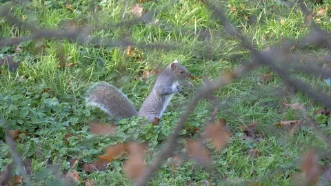 Grey Squirrel In Nature Stock Footage 111561624