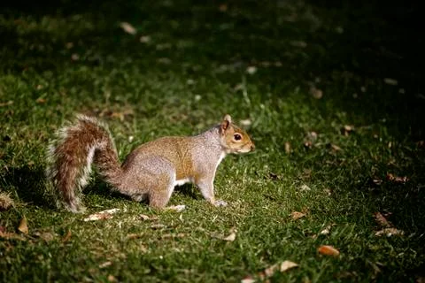 Grey Squirrel Nature 스톡 사진